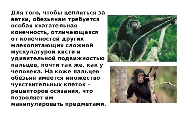 Для того, чтобы цепляться за ветки, обезьянам требуется особая хватательная конечность, отличающаяся от конечностей других млекопитающих сложной мускулатурой кисти и удивительной подвижностью пальцев, почти так же, как у человека. На коже пальцев обезьян имеется множество чувствительных клеток – рецепторов осязания, что позволяет им манипулировать предметами. 