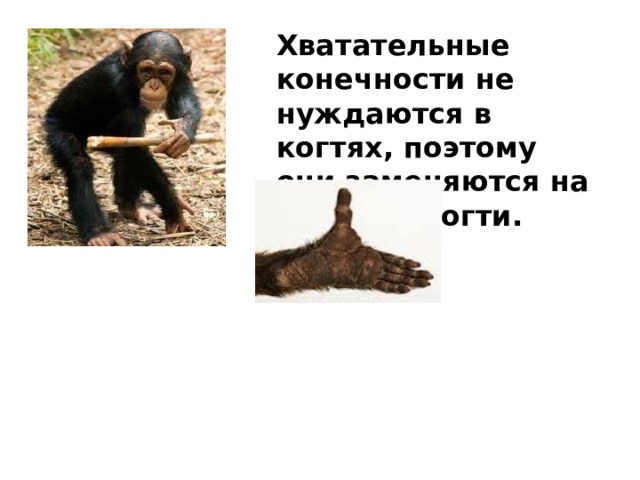 Хватательные конечности не нуждаются в когтях, поэтому они заменяются на плоские ногти. 