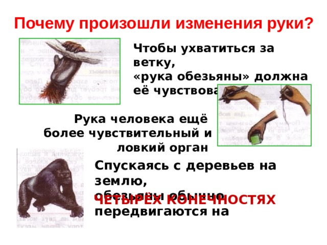 Почему произошли изменения руки? Чтобы ухватиться за ветку, «рука обезьяны» должна её чувствовать Рука человека ещё более чувствительный и ловкий орган  Спускаясь с деревьев на землю, обезьяны обычно передвигаются на ЧЕТЫРЁХ КОНЕЧНОСТЯХ 