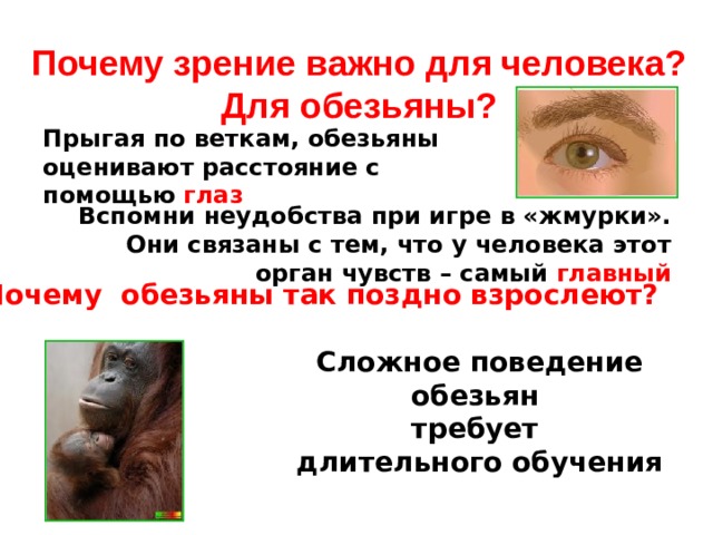 Почему зрение важно для человека? Для обезьяны? Прыгая по веткам, обезьяны оценивают расстояние с помощью глаз  Вспомни неудобства при игре в «жмурки». Они связаны с тем, что у человека этот орган чувств – самый главный Почему обезьяны так поздно взрослеют? Сложное поведение обезьян требует длительного обучения 