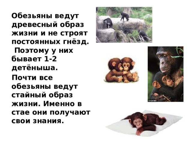 Обезьяны ведут древесный образ жизни и не строят постоянных гнёзд. Поэтому у них бывает 1-2 детёныша. Почти все обезьяны ведут стайный образ жизни. Именно в стае они получают свои знания. 