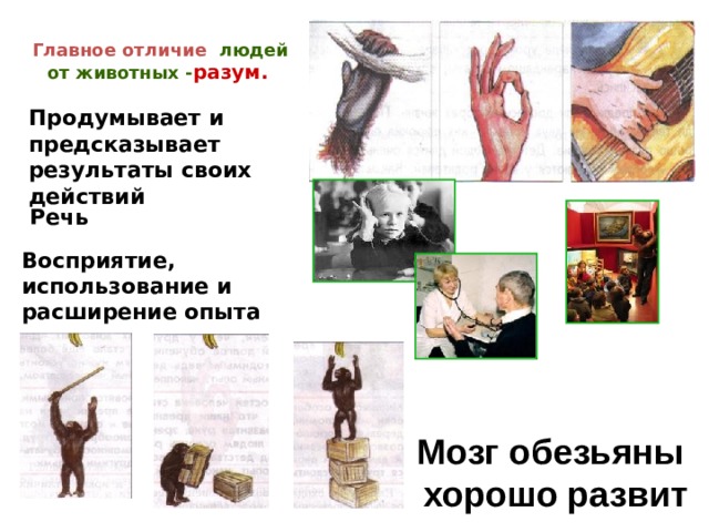 Главное отличие  людей от животных - разум. Продумывает и предсказывает результаты своих действий Речь Восприятие, использование и расширение опыта Мозг обезьяны хорошо развит 