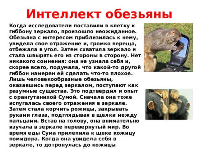 Интеллект обезьяны Когда исследователи поставили в клетку к гиббону зеркало, произошло неожиданное. Обезьяна с интересом приблизилась к нему, увидела свое отражение и, громко вереща, отбежала в угол. Затем схватила зеркало и стала швырять его из стороны в сторону. Нет никакого сомнения: она не узнала себя и, скорее всего, подумала, что какой-то другой гиббон намерен ей сделать что-то плохое. Лишь человекообразные обезьяны, оказавшись перед зеркалом, поступают как разумные существа. Это подтвердил и опыт с орангутанихой Сумой. Сначала она тоже испугалась своего отражения в зеркале. Затем стала корчить рожицы, закрывать руками глаза, подглядывая в щелки между пальцами. Встав на голову, она внимательно изучала в зеркале перевернутый мир. Во время еды Сума прилепила к щеке кожицу помидора. Когда она увидела себя в зеркале, то дотронулась до кожицы пальцем и стряхнула ее. Это однозначно доказывало, что Сума узнала себя в зеркале, а это высокое интеллектуальное достижение для животного. 