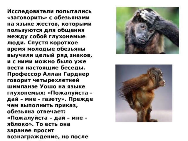 Исследователи попытались «заговорить» с обезьянами на языке жестов, которыми пользуются для общения между собой глухонемые люди. Спустя короткое время молодые обезьяны выучили целый ряд знаков, и с ними можно было уже вести настоящие беседы.  Профессор Аллан Гарднер говорит четырехлетней шимпанзе Уошо на языке глухонемых: «Пожалуйста – дай – мне - газету». Прежде чем выполнить приказ, обезьяна отвечает: «Пожалуйста – дай – мне - яблоко». То есть она заранее просит вознаграждение, но после этого делает именно то, что от нее требуют. 
