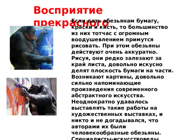 Восприятие прекрасного Если дать обезьянам бумагу, краски и кисть, то большинство из них тотчас с огромным воодушевлением примутся рисовать. При этом обезьяны действуют очень аккуратно. Рисуя, они редко залезают за край листа, довольно искусно делят плоскость бумаги на части. Возникают картины, довольно сильно напоминающие произведения современного абстрактного искусства.  Неоднократно удавалось выставлять такие работы на художественных выставках, и никто и не догадывался, что авторами их были человекообразные обезьяны. Специалисты-искусствоведы вынесли следующий вердикт произведениям шимпанзе Конго: «Эти композиции выделяются поразительным ритмом, исполнены динамики и гармонии и по форме, и по колориту». 