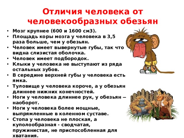 Отличия человека от человекообразных обезьян Мозг крупнее (600 и 1600 см3). Площадь коры мозга у человека в 3,5 раза больше, чем у обезьян. Человек имеет вывернутые губы, так что видна слизистая оболочка. Человек имеет подбородок. Клыки у человека не выступают из ряда остальных зубов. В середине верхней губы у человека есть ямка. Туловище у человека короче, а у обезьян длиннее нижних конечностей. Ноги у человека длиннее рук, у обезьян — наоборот. Ноги у человека более мощные, выпрямленные в коленном суставе. Стопа у человека не плоская, а куполообразная - сводчатая, пружинистая, не приспособленная для хватания. Большой палец ноги не противопоставлен остальным, а параллелен им. 
