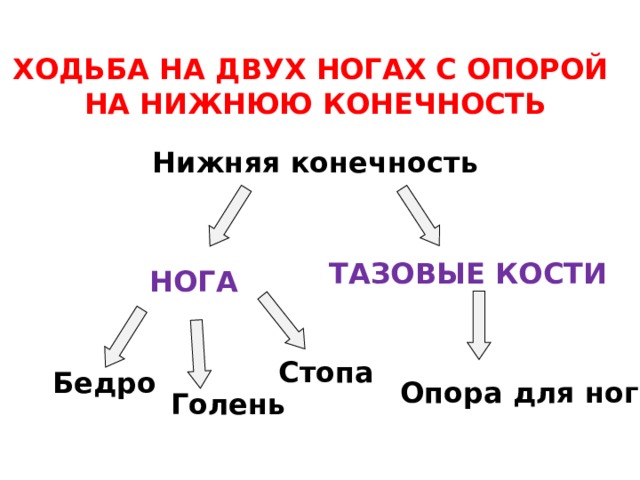 ХОДЬБА НА ДВУХ НОГАХ С ОПОРОЙ НА НИЖНЮЮ КОНЕЧНОСТЬ Нижняя конечность ТАЗОВЫЕ КОСТИ НОГА Стопа Бедро Опора для ног Голень 