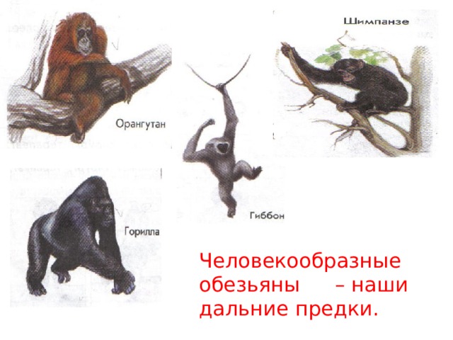 Человекообразные обезьяны  – наши дальние предки. 
