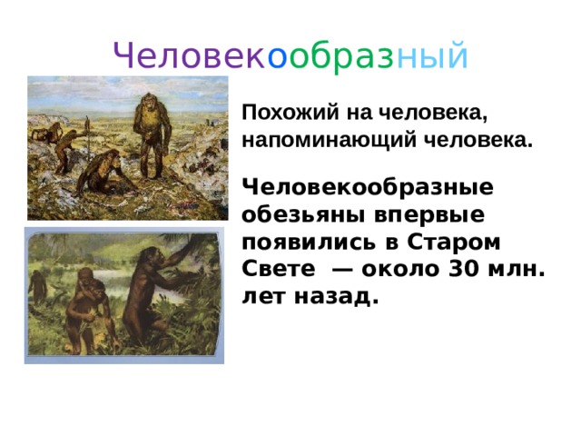 Человек о образ ный Похожий на человека, напоминающий человека. Человекообразные обезьяны впервые появились в Старом Свете — около 30 млн. лет назад. 