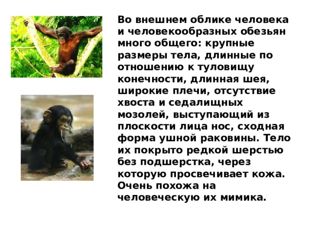 Во внешнем облике человека и человекообразных обезьян много общего: крупные размеры тела, длинные по отношению к туловищу конечности, длинная шея, широкие плечи, отсутствие хвоста и седалищных мозолей, выступающий из плоскости лица нос, сходная форма ушной раковины. Тело их покрыто редкой шерстью без подшерстка, через которую просвечивает кожа. Очень похожа на человеческую их мимика. 