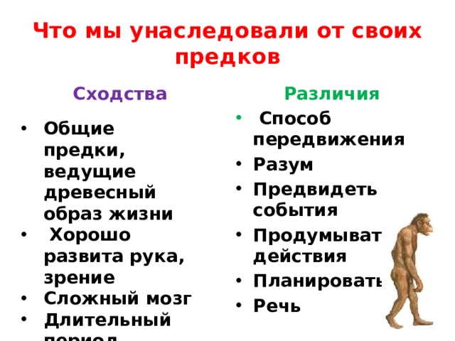 Что мы унаследовали от своих предков Сходства Различия  Способ передвижения Разум Предвидеть события Продумывать действия Планировать Речь  Общие предки, ведущие древесный образ жизни  Хорошо развита рука, зрение Сложный мозг Длительный период детства 