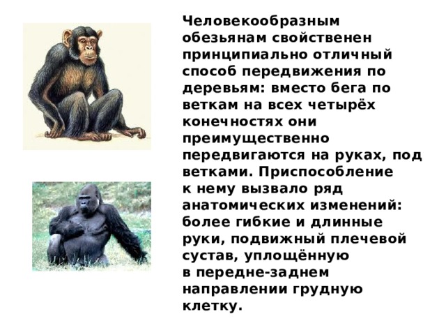 Человекообразным обезьянам свойственен принципиально отличный способ передвижения по деревьям: вместо бега по веткам на всех четырёх конечностях они преимущественно передвигаются на руках, под ветками. Приспособление к нему вызвало ряд анатомических изменений: более гибкие и длинные руки, подвижный плечевой сустав, уплощённую в передне-заднем направлении грудную клетку. 