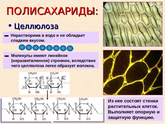 ПОЛИСАХАРИДЫ: Целлюлоза Нерастворима в воде и не обладает сладким вкусом. Молекулы имеют линейное (неразветвленное) строение, вследствие чего целлюлоза легко образует волокна. Из нее состоят стенки растительных клеток. Выполняет опорную и защитную функцию. 