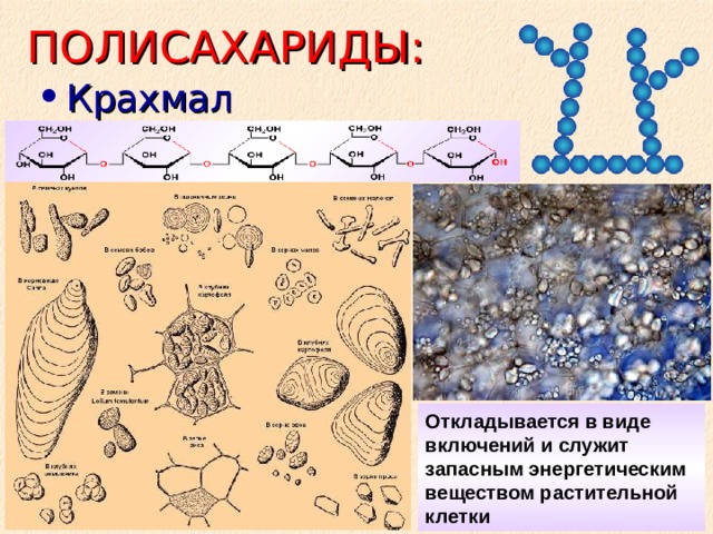 ПОЛИСАХАРИДЫ: Крахмал Откладывается в виде включений и служит запасным энергетическим веществом растительной клетки 