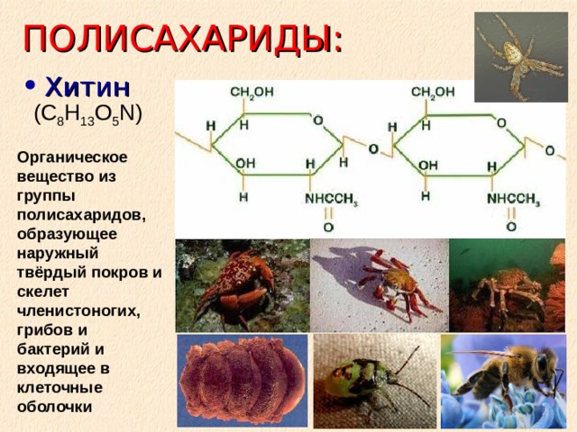 ПОЛИСАХАРИДЫ: Хитин (C 8 H 13 O 5 N) Органическое вещество из группы полисахаридов, образующее наружный твёрдый покров и скелет членистоногих, грибов и бактерий и входящее в клеточные оболочки  