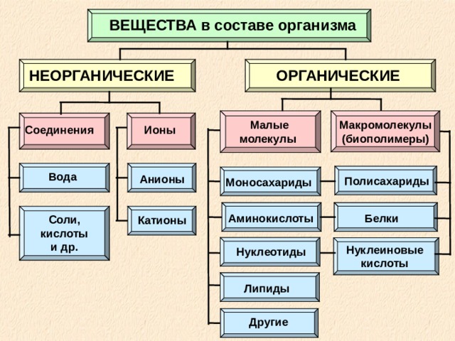 ВЕЩЕСТВА в составе организма ОРГАНИЧЕСКИЕ НЕОРГАНИЧЕСКИЕ Малые молекулы Макромолекулы (биополимеры) Соединения Ионы Вода Анионы Полисахариды Моносахариды Аминокислоты Белки Соли, кислоты и др. Катионы Нуклеиновые кислоты Нуклеотиды Липиды Другие 