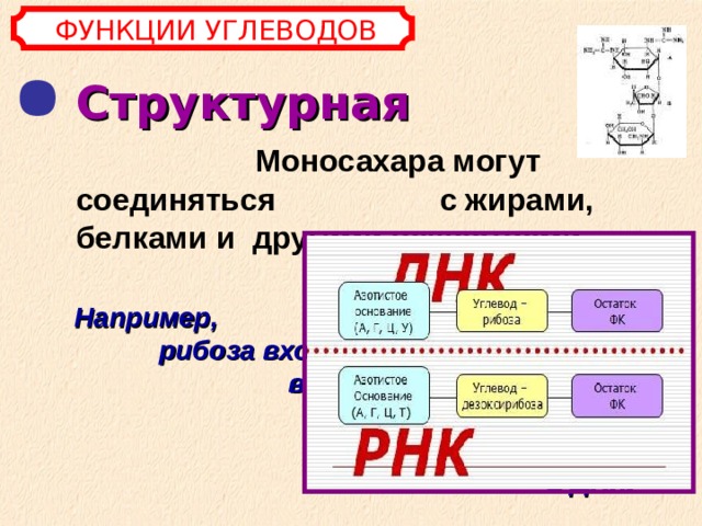 ФУНКЦИИ УГЛЕВОДОВ Структурная   Моносахара могут соединяться с жирами, белками и другими веществами.   Например, рибоза входит в состав всех молекул РНК, а дезоксирибоза - в ДНК.  