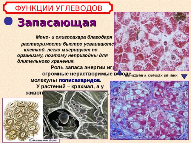 ФУНКЦИИ УГЛЕВОДОВ Запасающая  Моно- и олигосахара благодаря своей растворимости быстро усваиваются клеткой, легко мигрируют по организму, поэтому непригодны для длительного хранения.  Роль запаса энергии играют огромные нерастворимые в воде молекулы полисахаридов . У растений – крахмал, а у животных и грибов – гликоген.  Гликоген в клетках печени 