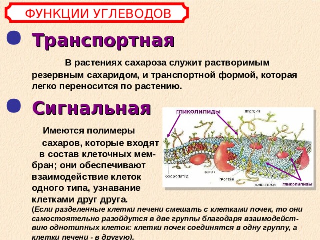ФУНКЦИИ УГЛЕВОДОВ Транспортная   В растениях сахароза служит растворимым резервным сахаридом, и транспортной формой, которая легко переносится по растению.    Сигнальная  Имеются полимеры сахаров, которые входят в состав клеточных мем- бран; они обеспечивают взаимодействие клеток одного типа, узнавание клетками друг друга.  ( Если разделенные клетки печени смешать с клетками почек, то они самостоятельно разойдутся в две группы благодаря взаимодейст-вию однотипных клеток: клетки почек соединятся в одну группу, а клетки печени - в другую).   