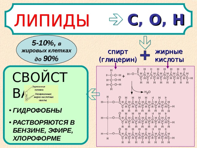   ЛИПИДЫ   С ,  О ,  Н 5-10%,  в жировых клетках до  90% жирные кислоты спирт (глицерин) СВОЙСТВА: ГИДРОФОБНЫ РАСТВОРЯЮТСЯ В БЕНЗИНЕ, ЭФИРЕ, ХЛОРОФОРМЕ 