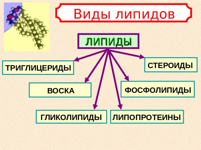 Виды липидов ЛИПИДЫ СТЕРОИДЫ ТРИГЛИЦЕРИДЫ ФОСФОЛИПИДЫ ВОСКА ГЛИКОЛИПИДЫ ЛИПОПРОТЕИНЫ 