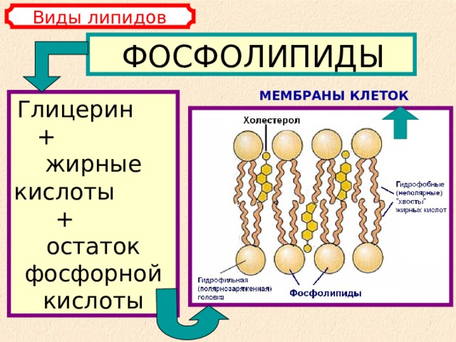 Виды липидов ФОСФОЛИПИДЫ МЕМБРАНЫ КЛЕТОК Глицерин + жирные кислоты + остаток фосфорной кислоты 