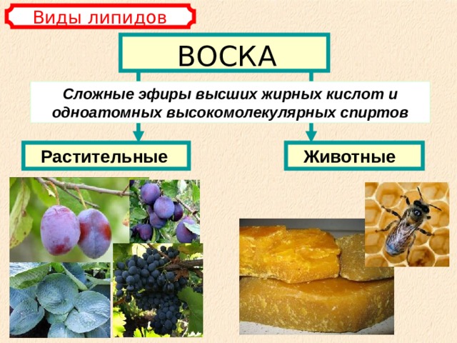 Виды липидов ВОСКА Сложные эфиры высших жирных кислот и одноатомных высокомолекулярных спиртов Растительные  Животные 