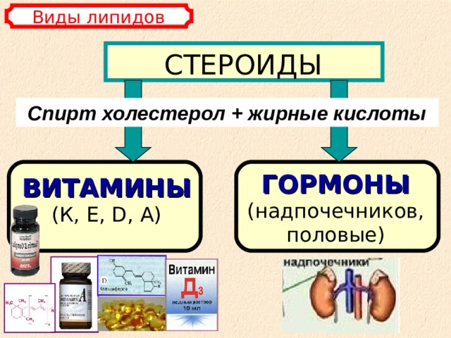 Виды липидов СТЕРОИДЫ Спирт холестерол + жирные кислоты ГОРМОНЫ  (надпочечников, половые) ВИТАМИНЫ  (К, E , D , А) 