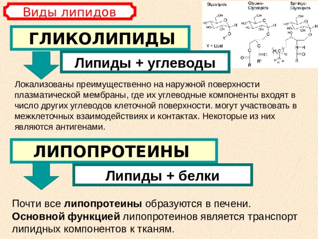 Виды липидов ГЛИКОЛИПИДЫ Липиды + углеводы Локализованы преимущественно на наружной поверхности плазматической мембраны, где их углеводные компоненты входят в число других углеводов клеточной поверхности. могут участвовать в межклеточных взаимодействиях и контактах. Некоторые из них являются антигенами. ЛИПОПРОТЕИНЫ Липиды + белки Почти все липопротеины образуются в печени. Основной функцией липопротеинов является транспорт липидных компонентов к тканям. 