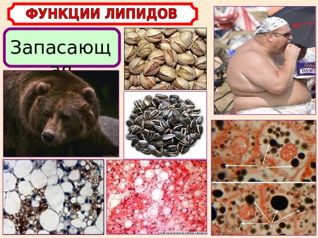Запасающая 
