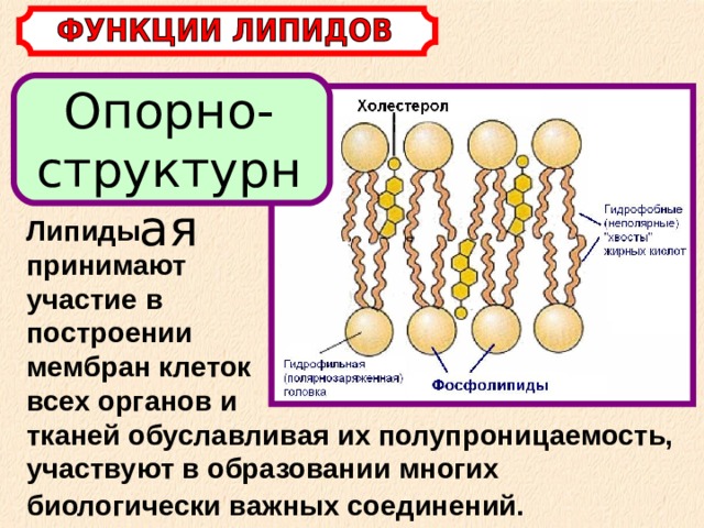 Опорно-структурная Липиды принимают участие в построении мембран клеток всех органов и тканей обуславливая их полупроницаемость, участвуют в образовании многих биологически важных соединений.  