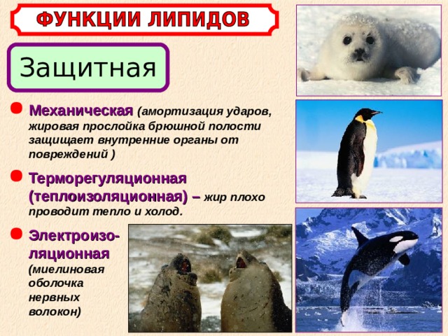 Защитная Механическая  (амортизация ударов, жировая прослойка брюшной полости защищает внутренние органы от повреждений  ) Терморегуляционная (теплоизоляционная) –  жир плохо проводит тепло и холод. Электроизо- ляционная  (миелиновая оболочка нервных волокон) 