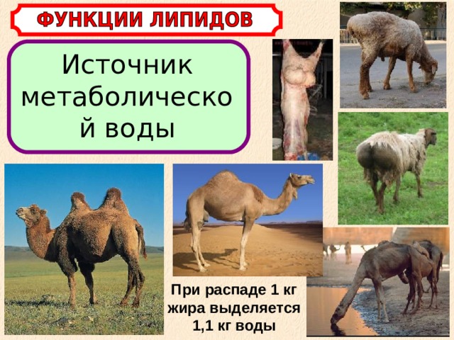 Источник метаболической воды При распаде 1 кг жира выделяется 1,1 кг воды 