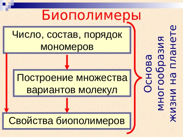 Основа многообразия жизни на планете Биополимеры Число, состав, порядок мономеров Построение множества вариантов молекул Свойства биополимеров 