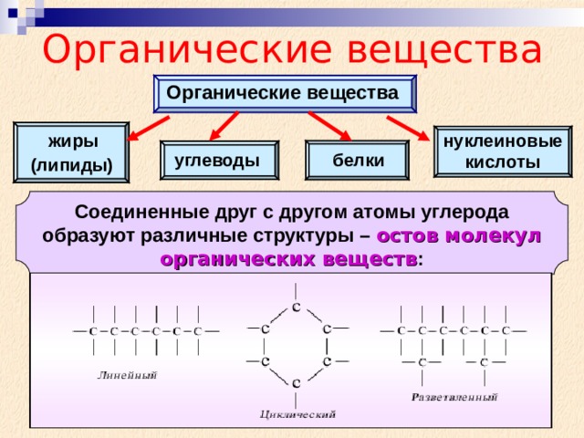Органические вещества Органические вещества нуклеиновые кислоты жиры белки углеводы (липиды) Соединенные друг с другом атомы углерода образуют различные структуры – остов молекул органических веществ : 