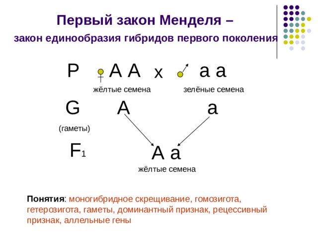 Первый закон Менделя – закон единообразия гибридов первого поколения а а Р А А х жёлтые семена зелёные семена G  (гаметы) А а F 1 А а жёлтые семена Понятия : моногибридное скрещивание, гомозигота, гетерозигота, гаметы, доминантный признак, рецессивный признак, аллельные гены 