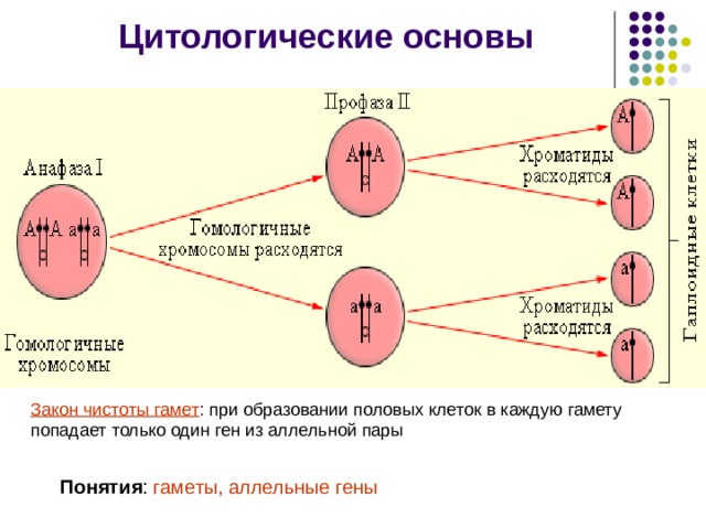 Цитологические основы Закон чистоты гамет : при образовании половых клеток в каждую гамету попадает только один ген из аллельной пары Понятия : гаметы, аллельные гены 