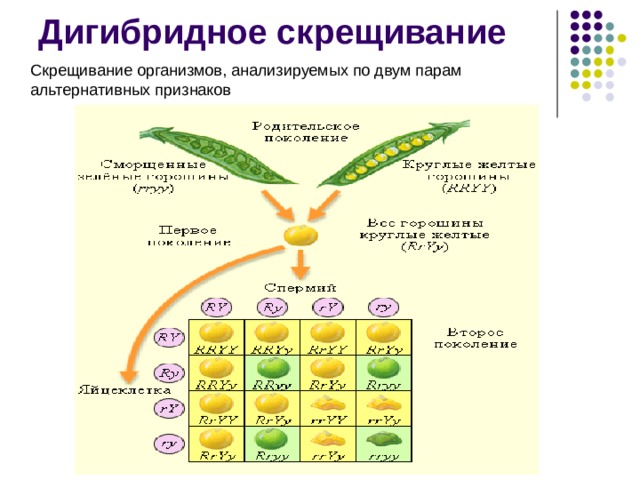Дигибридное скрещивание Скрещивание организмов, анализируемых по двум парам альтернативных признаков 