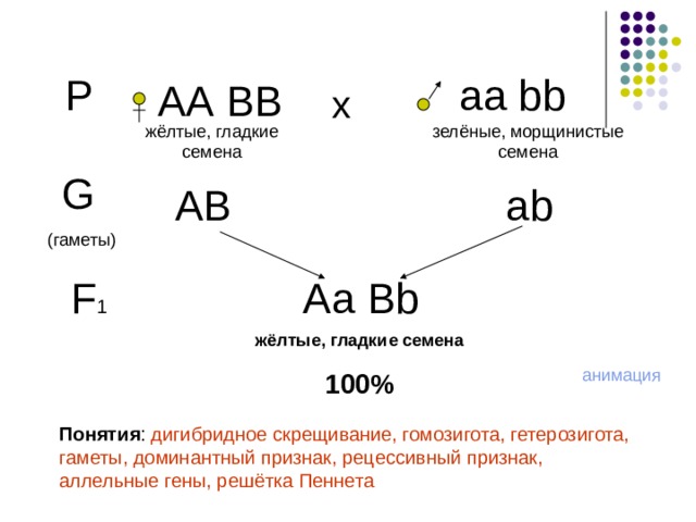 Р аа bb АА ВВ х зелёные, морщинистые семена жёлтые, гладкие семена G  (гаметы) АВ а b F 1 Аа Bb жёлтые, гладкие семена 100% анимация Понятия : дигибридное скрещивание, гомозигота, гетерозигота, гаметы, доминантный признак, рецессивный признак, аллельные гены, решётка Пеннета 