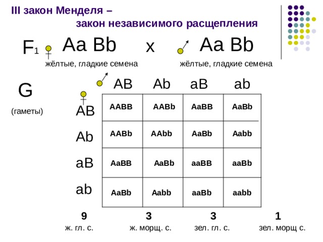 III закон Менделя –    закон независимого расщепления Аа Bb Аа Bb х F 1 жёлтые, гладкие семена жёлтые, гладкие семена AB  Ab  aB  ab G  (гаметы) AABb AABB AB Ab aB ab AaBB AaBb Aabb AaBb AAbb AABb A а BB AaBb aaBB aaBb aabb aaBb Aabb AaBb 9   3   3   1 ж. гл. с.   ж. морщ. с.  зел. гл. с.  зел. морщ с. 