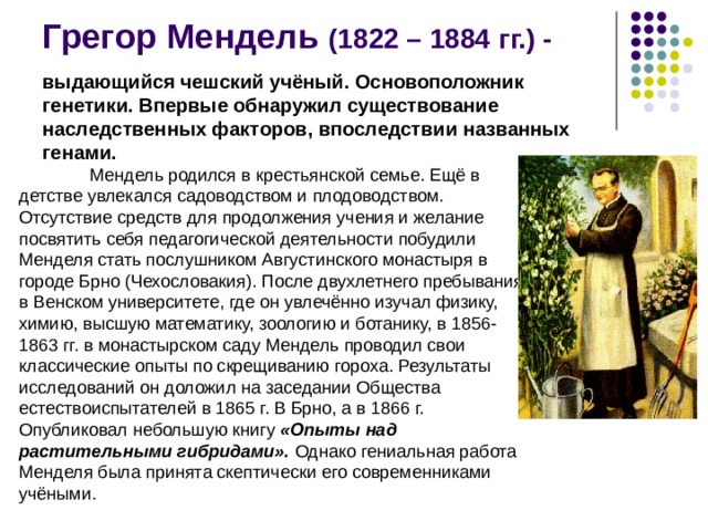 Грегор Мендель (1822 – 1884 гг.) - выдающийся чешский учёный. Основоположник генетики. Впервые обнаружил существование наследственных факторов, впоследствии названных генами.   Мендель родился в крестьянской семье. Ещё в детстве увлекался садоводством и плодоводством. Отсутствие средств для продолжения учения и желание посвятить себя педагогической деятельности побудили Менделя стать послушником Августинского монастыря в городе Брно (Чехословакия). После двухлетнего пребывания в Венском университете, где он увлечённо изучал физику, химию, высшую математику, зоологию и ботанику, в 1856-1863 гг. в монастырском саду Мендель проводил свои классические опыты по скрещиванию гороха. Результаты исследований он доложил на заседании Общества естествоиспытателей в 1865 г. В Брно, а в 1866 г. Опубликовал небольшую книгу «Опыты над растительными гибридами».  Однако гениальная работа Менделя была принята скептически его современниками учёными. 