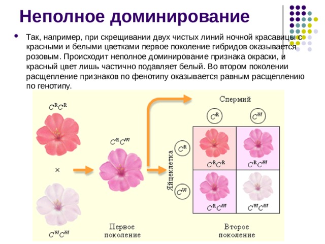 Неполное доминирование Так, например, при скрещивании двух чистых линий ночной красавицы с красными и белыми цветками первое поколение гибридов оказывается розовым. Происходит неполное доминирование признака окраски, и красный цвет лишь частично подавляет белый. Во втором поколении расщепление признаков по фенотипу оказывается равным расщеплению по генотипу. 