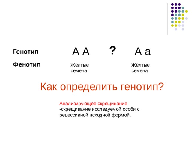 ? А А А а Генотип Фенотип Жёлтые семена Жёлтые семена Как определить генотип? Анализирующее скрещивание -скрещивание исследуемой особи с рецессивной исходной формой. 