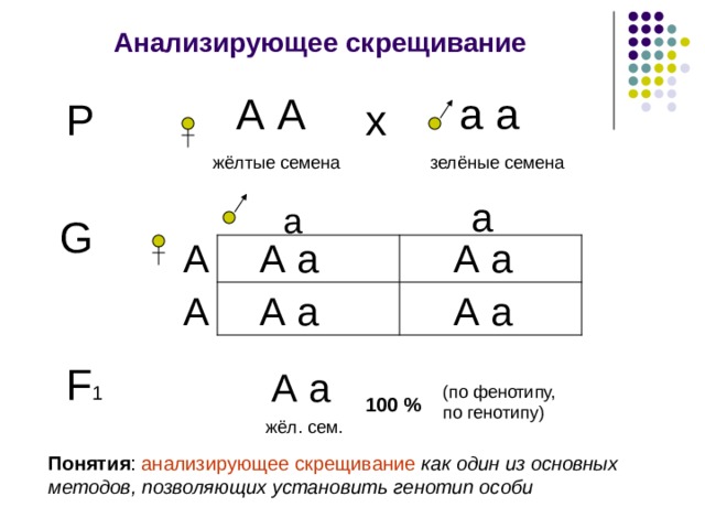 Анализирующее скрещивание а а А А Р х зелёные семена жёлтые семена а а G А А а А а А А а А а F 1 А а (по фенотипу, по генотипу) 100 % жёл. сем. Понятия : анализирующее скрещивание как один из основных методов, позволяющих установить генотип особи   