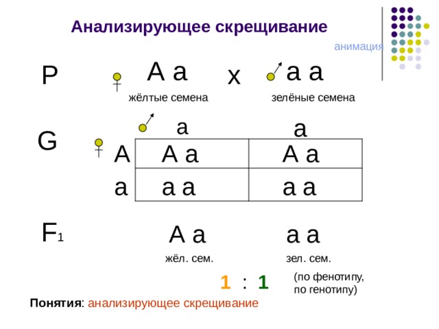 Анализирующее скрещивание анимация А а а а Р х зелёные семена жёлтые семена а а G А А а А а а а а а а F 1 А а а а жёл. сем. зел. сем. 1   :  1 (по фенотипу, по генотипу) Понятия : анализирующее скрещивание  