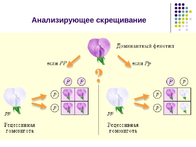Анализирующее скрещивание 
