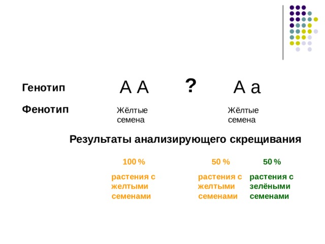 ? А А А а Генотип Фенотип Жёлтые семена Жёлтые семена Результаты анализирующего скрещивания 100 % растения с желтыми семенами 50 % растения с желтыми семенами 50 % растения с зелёными семенами 