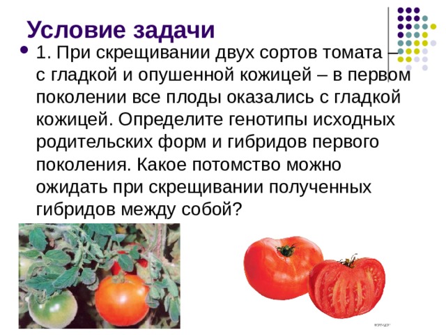 Условие задачи 1. При скрещивании двух сортов томата – с гладкой и опушенной кожицей – в первом поколении все плоды оказались с гладкой кожицей. Определите генотипы исходных родительских форм и гибридов первого поколения. Какое потомство можно ожидать при скрещивании полученных гибридов между собой? 