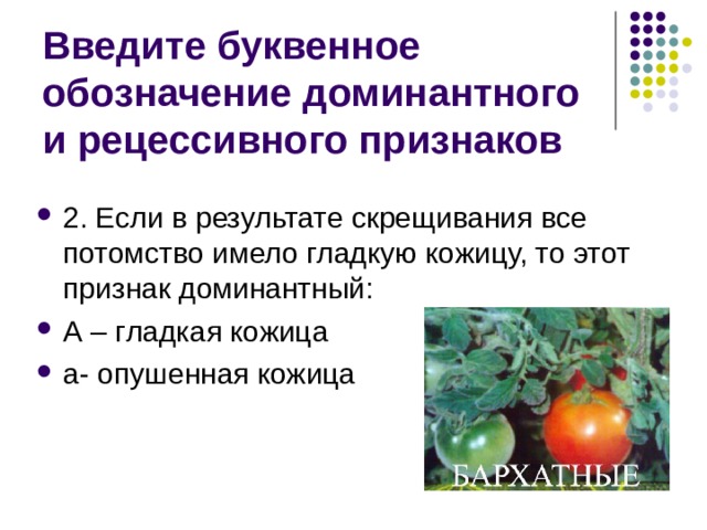 Введите буквенное обозначение доминантного и рецессивного признаков 2. Если в результате скрещивания все потомство имело гладкую кожицу, то этот признак доминантный: А – гладкая кожица а- опушенная кожица 