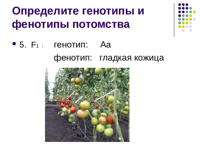 Определите генотипы и фенотипы потомства 5. F 1 : генотип: Аа  фенотип: гладкая кожица 